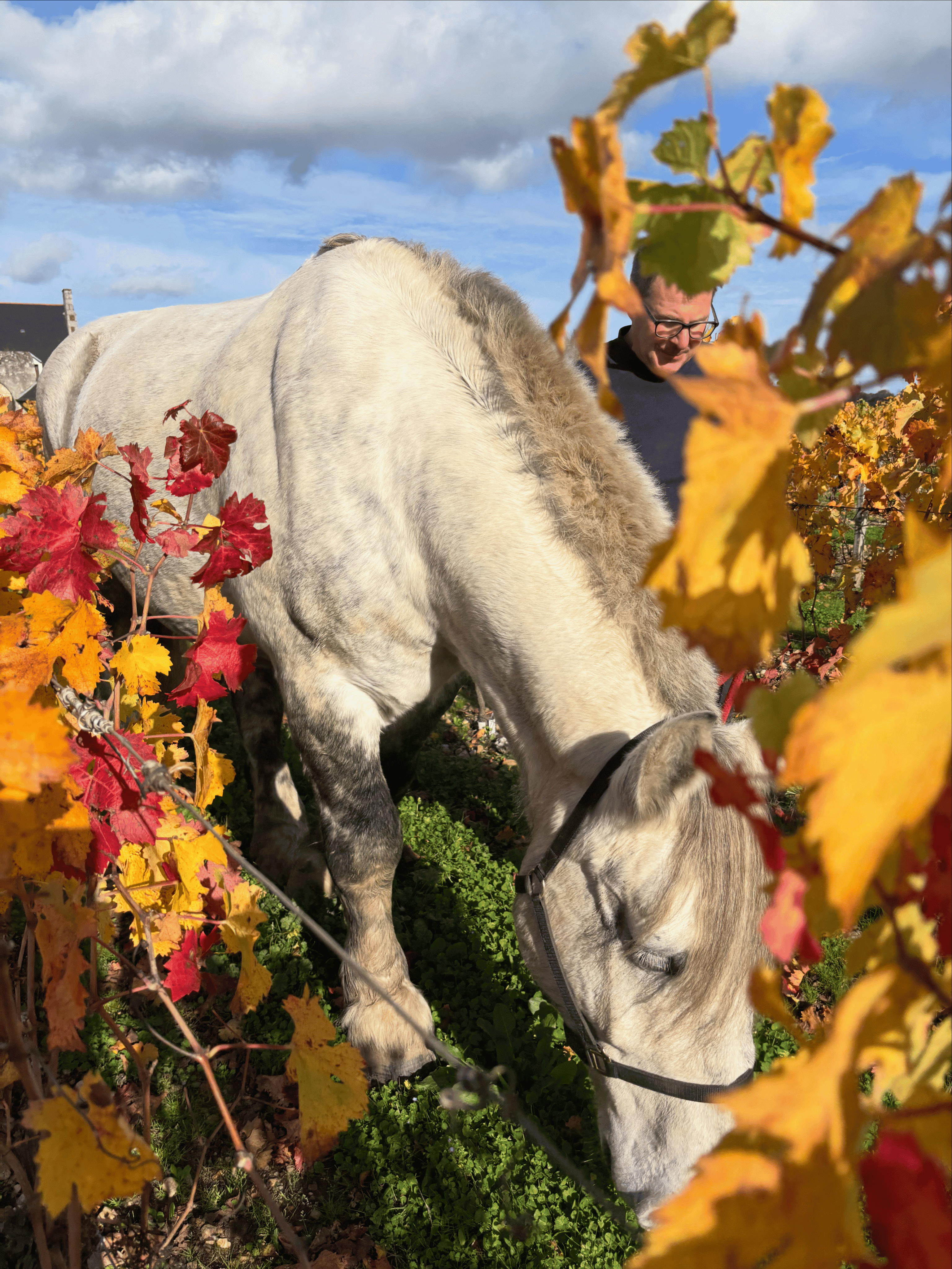 Domaine du Trait